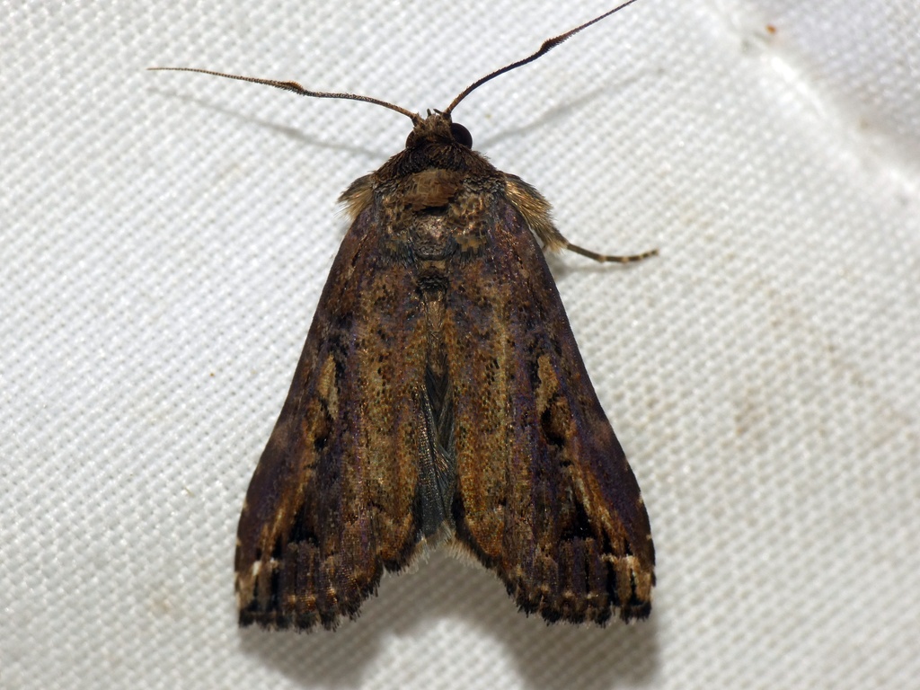 Eustrotia acroleuca