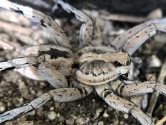 Lycosa fasciiventris