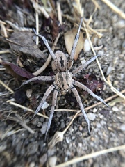 Lycosa fasciiventris