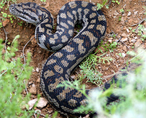 Inland Carpet Python sighting