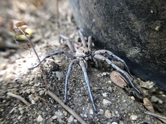 Lycosa fasciiventris
