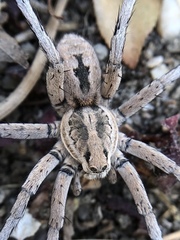 Lycosa fasciiventris