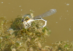 Ischnura elegans