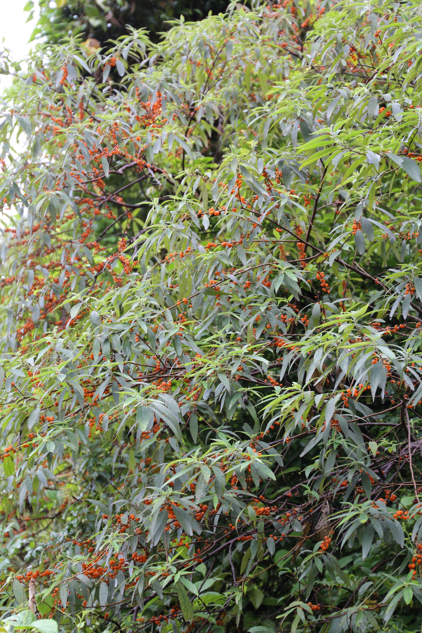 Debregeasia longifolia (Debregeasia longifolia)