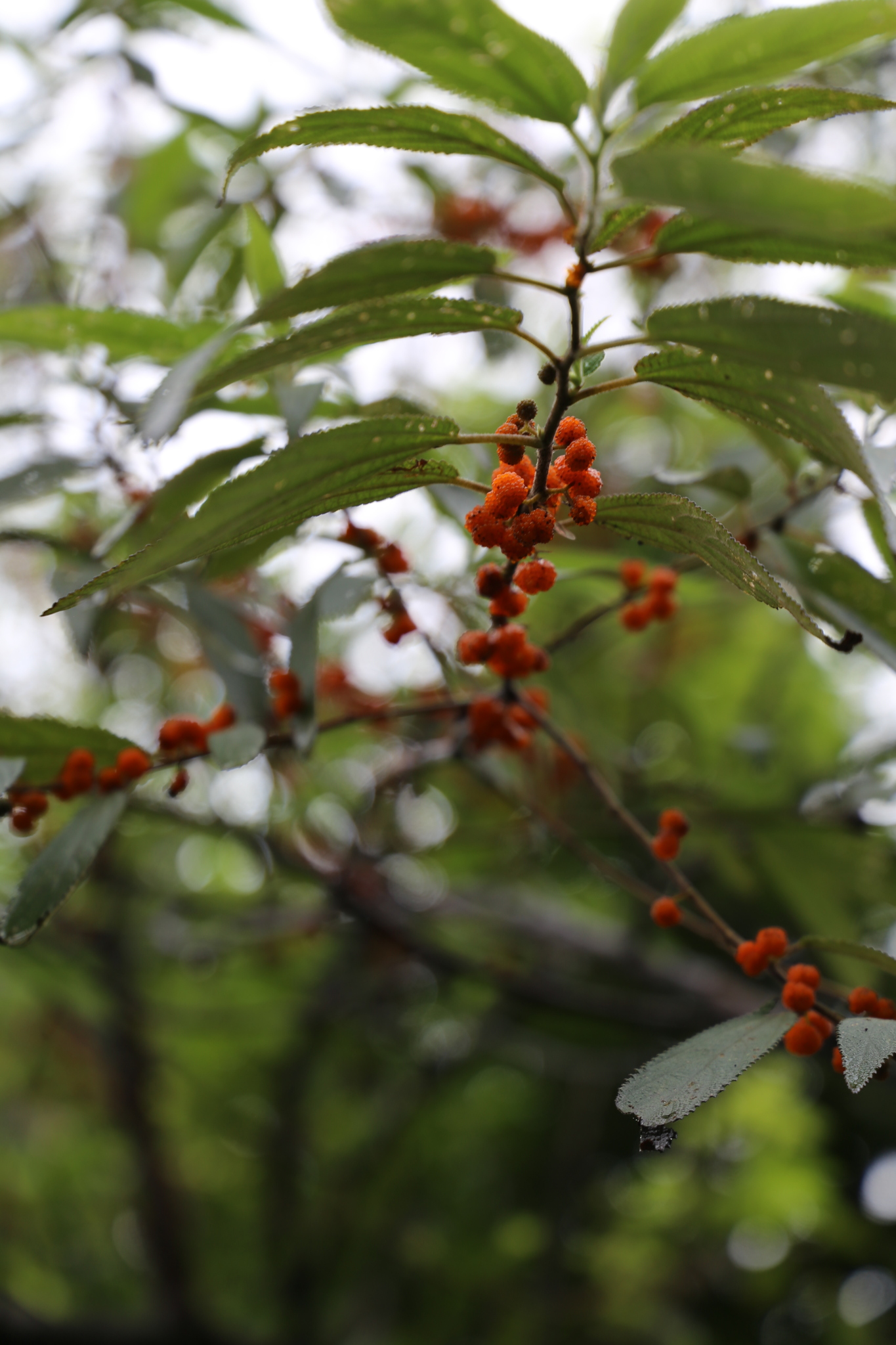 Debregeasia longifolia — ảnh 2