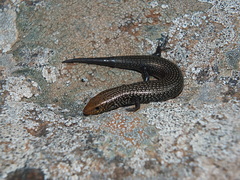 Fuerteventura Skink photo 3