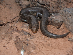 Fuerteventura Skink photo 4