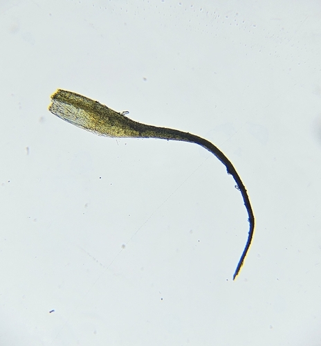 Image of Blindiadelphus recurvatus by (c) Helen Waterman, some rights reserved (CC BY)
