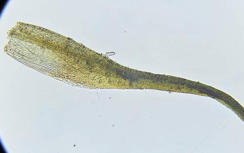 Image of Blindiadelphus recurvatus by (c) Helen Waterman, some rights reserved (CC BY)