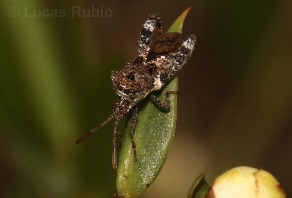 Merocoris elevatus