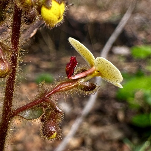 Image of Stylidium ciliatum by (c) pimelea, some rights reserved (CC BY)