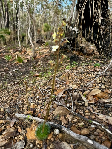 Image of Golden Triggerplant (Stylidium ciliatum) by (c) pimelea, some rights reserved (CC BY)