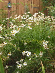 Leucanthemum maximum