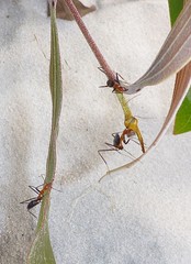 Leptomyrmex rufithorax