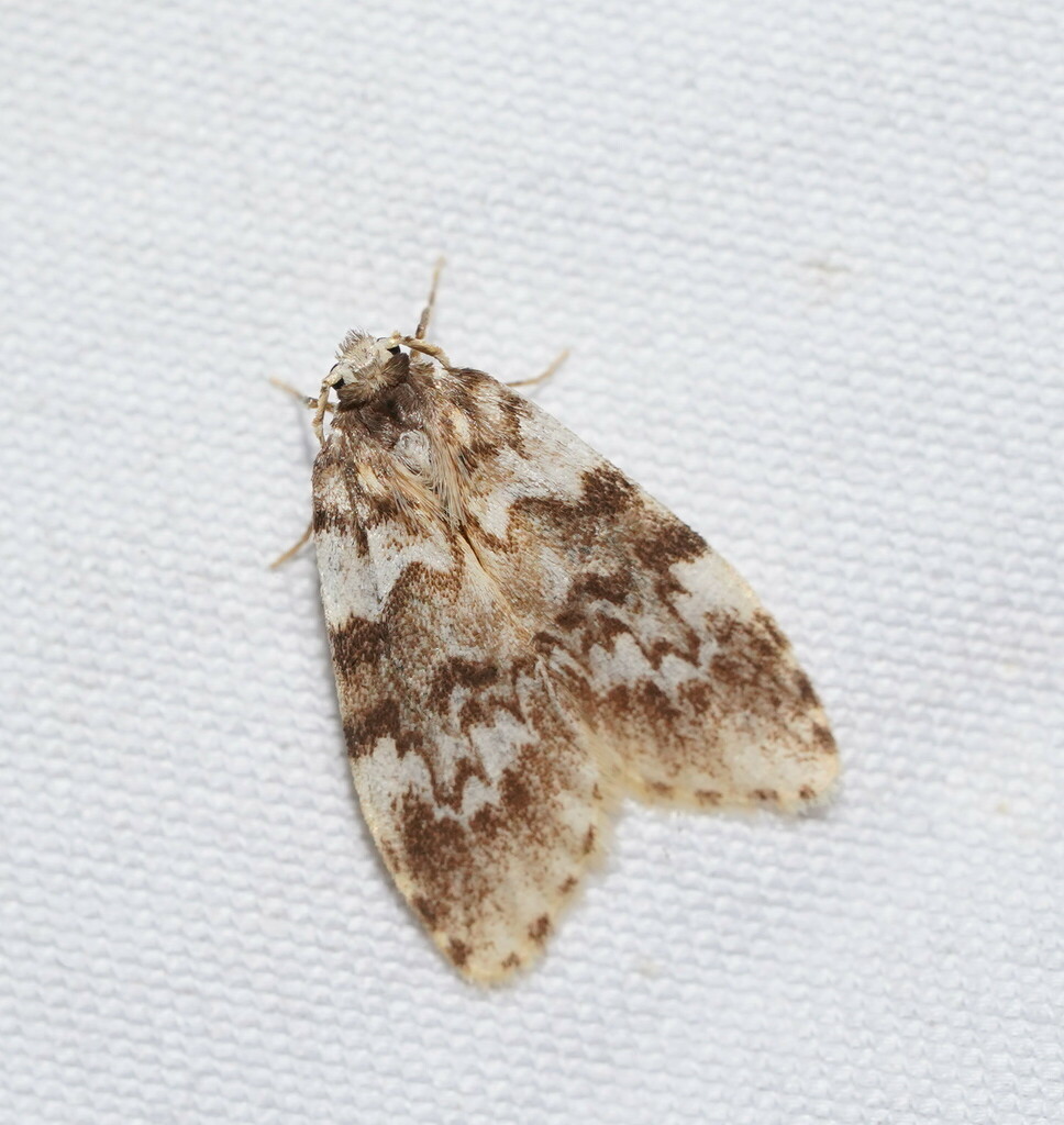 Scaphidriotis