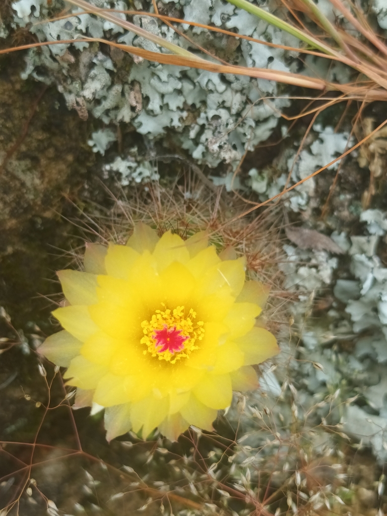 Parodia werdermanniana