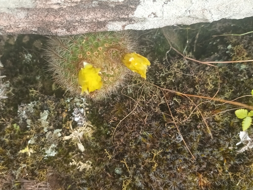 Parodia werdermanniana