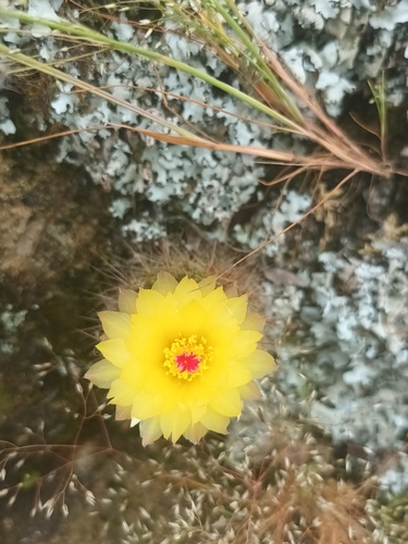 Parodia werdermanniana