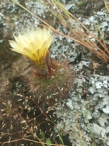 Parodia werdermanniana