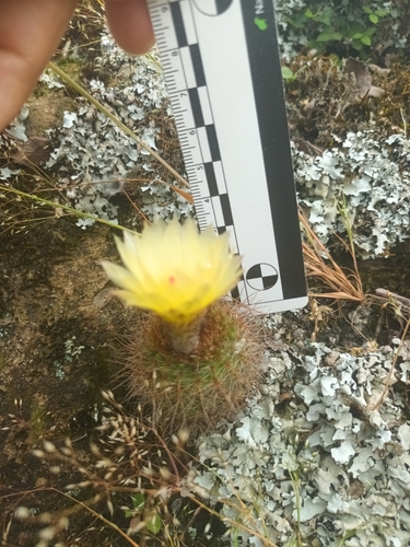 Parodia werdermanniana