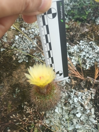 Parodia werdermanniana