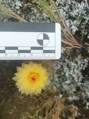 Parodia werdermanniana