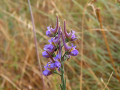 Delphinium halteratum