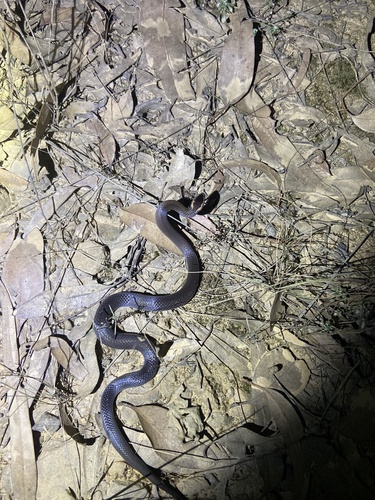 Golden-crowned Snake sighting