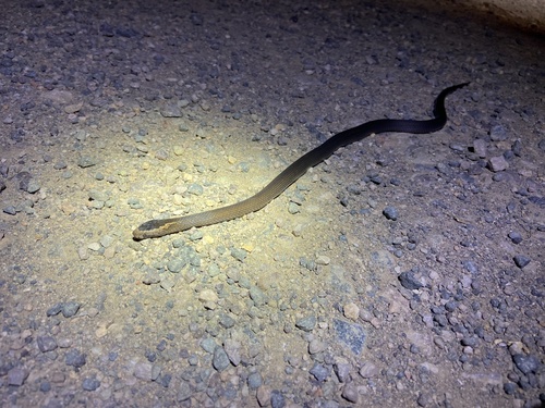 Golden-crowned Snake sighting