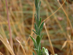 Delphinium halteratum