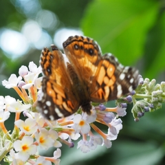 Vanessa virginiensis