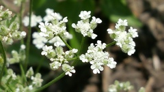 Torilis arvensis