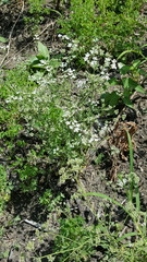 Torilis arvensis