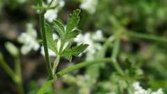 Torilis arvensis