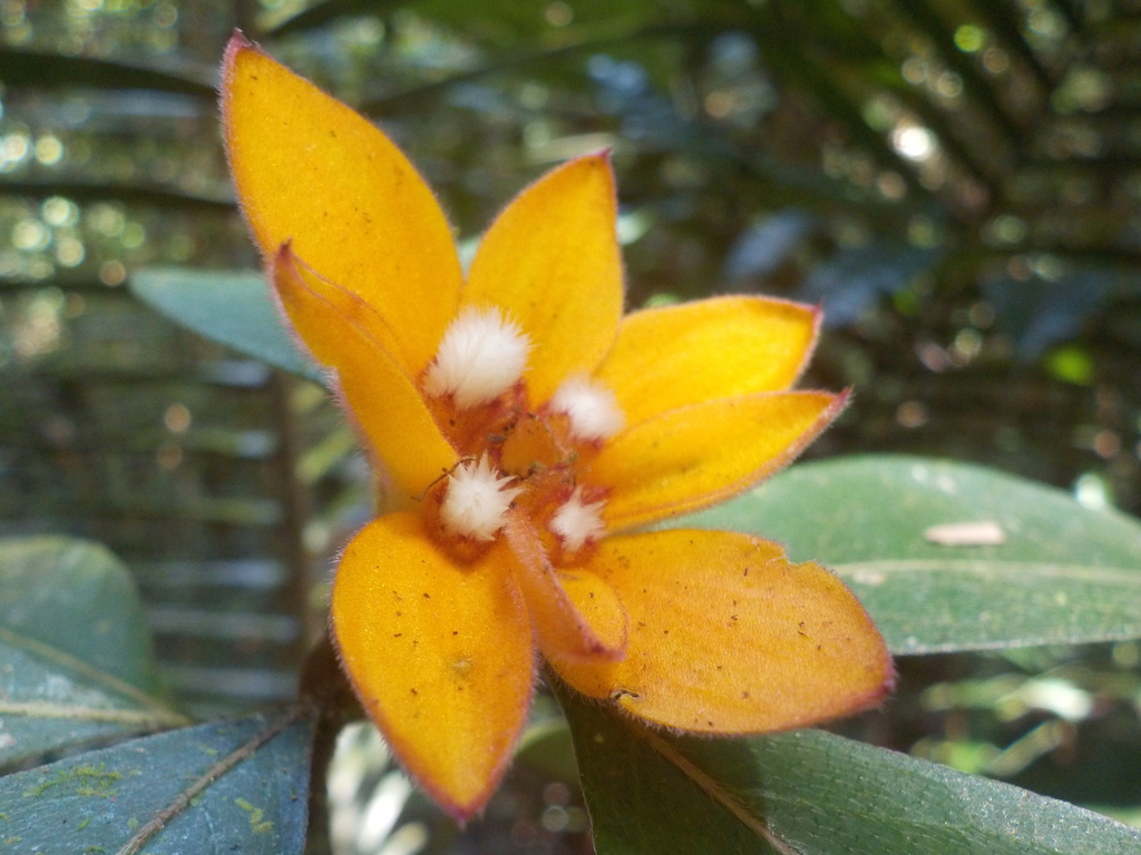 Psychotria spec (Psychotria spec)