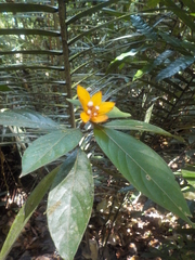 Palicourea spectabilis