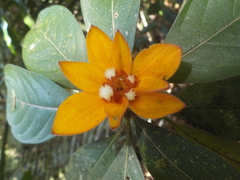 Palicourea spectabilis