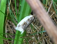 Clepsis melaleucanus