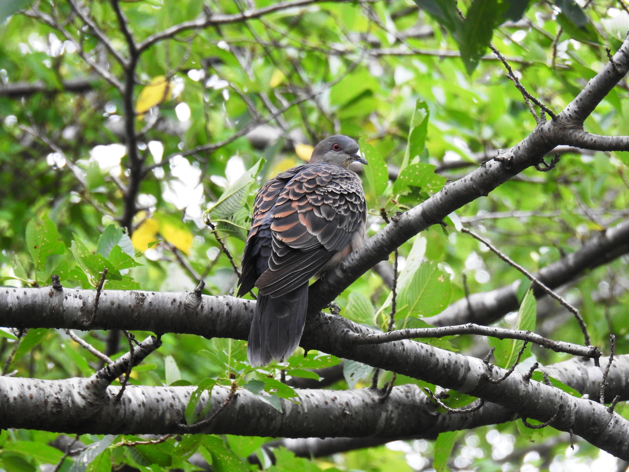 Oriental Turtle Dove