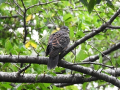 Streptopelia orientalis