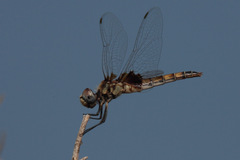 Macrodiplax balteata