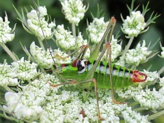 Poecilimon thoracicus