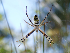 Argiope bruennichi