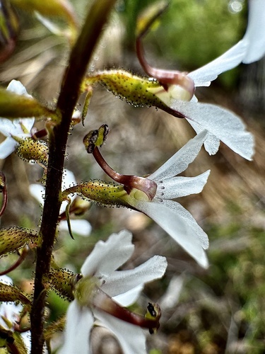 Fleshy-leaved Triggerplant (Stylidium carnosum)