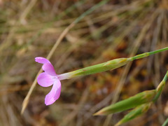 Dianthus ciliatus