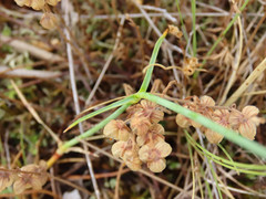Dianthus ciliatus