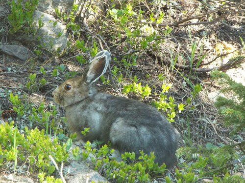 Snowshoe Hare photographed in Colorado