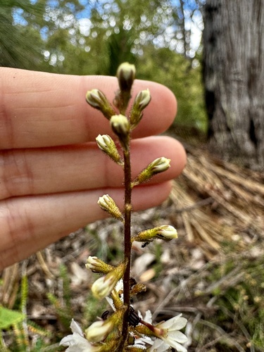 Image of Stylidium carnosum by (c) pimelea, some rights reserved (CC BY)