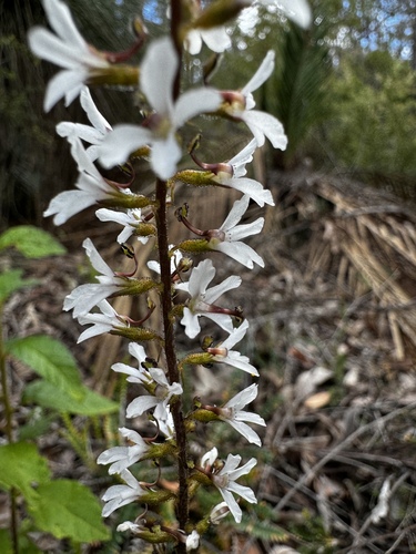 Image of Stylidium carnosum by (c) pimelea, some rights reserved (CC BY)