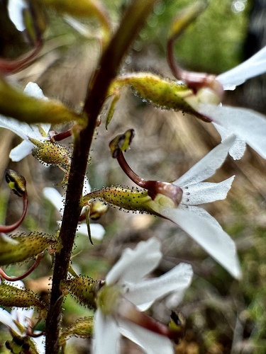 Image of Stylidium carnosum by (c) pimelea, some rights reserved (CC BY)